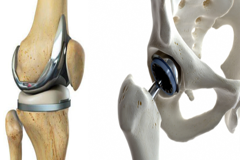 Shows Knee Joint and Hip Joint