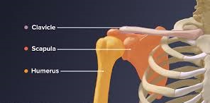 shoulder fracture