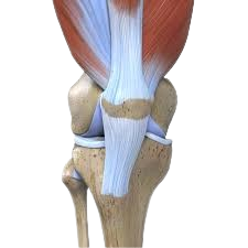 knee joint