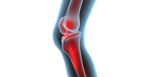 knee joint