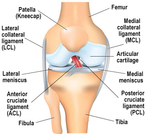 ACL Repair In Chandrapur