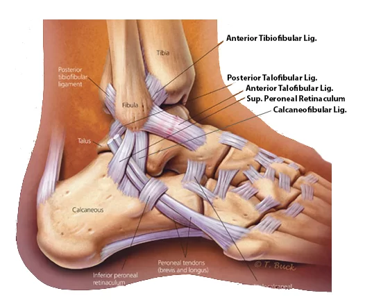 ligament